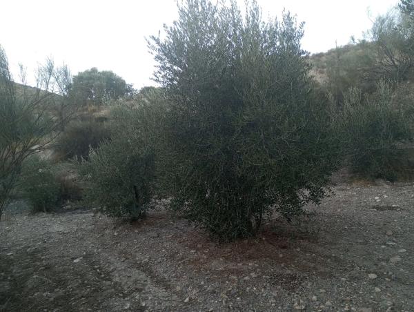 Terreno en Diseminados Graneros Los, km 10