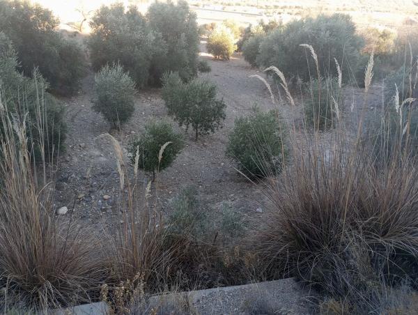 Terreno en Diseminados Graneros Los, km 10