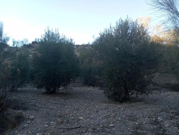 Terreno en Diseminados Graneros Los, km 10