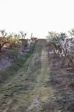Terreno en Alcontar s/n