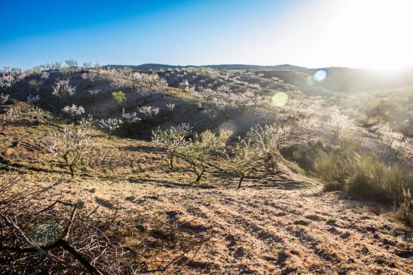 Terreno en Alcontar s/n