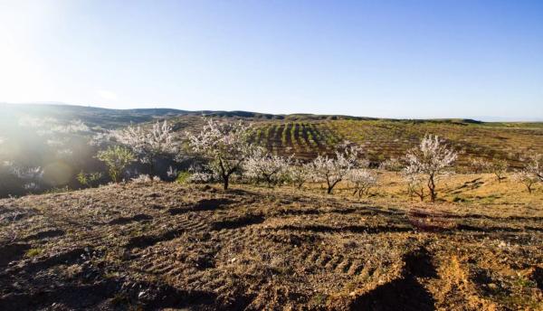 Terreno en Alcontar s/n