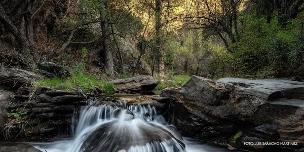 Terreno en calle Bosque, 11