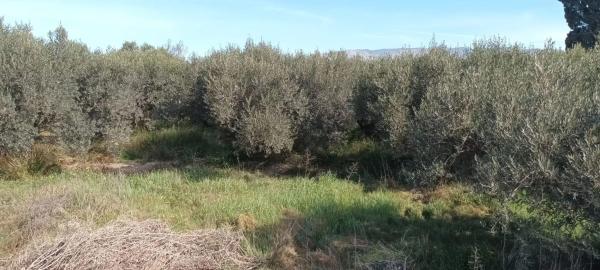 Terreno en camino de la Alhadra, 9