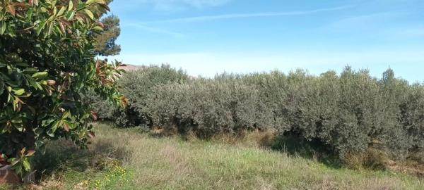 Terreno en camino de la Alhadra, 9