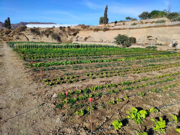 Terreno en camino Pollo Rubio s/n