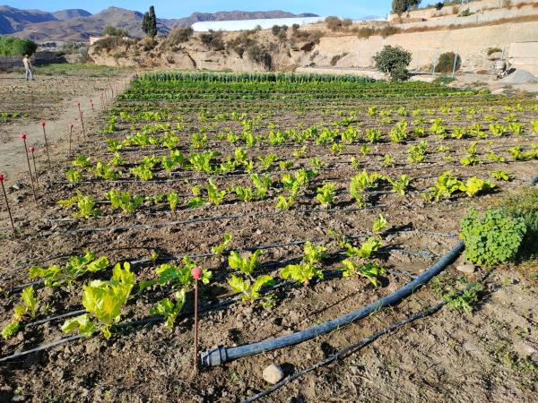 Terreno en camino Pollo Rubio s/n