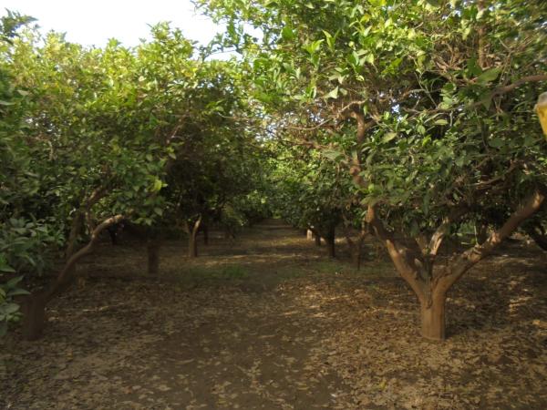 Terreno en Paraje La Fuente s/n