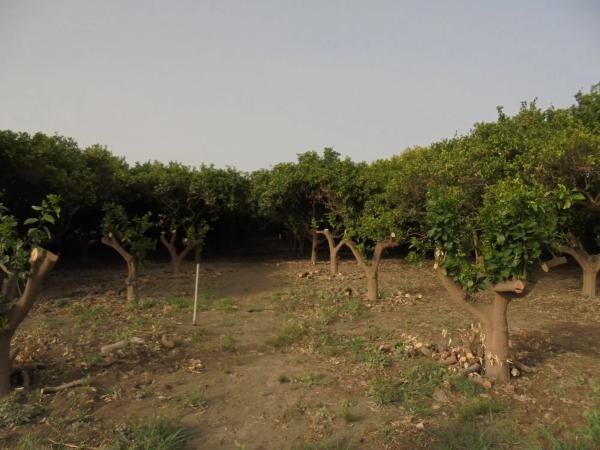 Terreno en Paraje La Fuente s/n