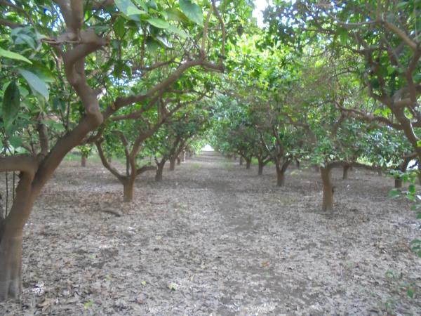 Terreno en Paraje La Fuente s/n