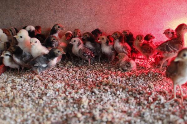 Terreno en El Ramblin s/n