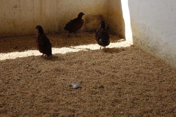 Terreno en El Ramblin s/n