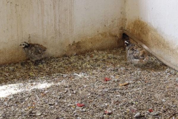 Terreno en El Ramblin s/n