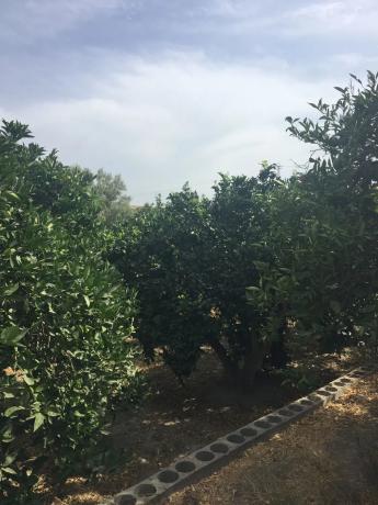 Terreno en calle Goya s/n Sn