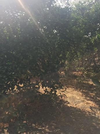 Terreno en calle Goya s/n Sn