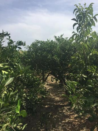 Terreno en calle Goya s/n Sn