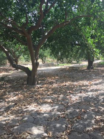 Terreno en calle Goya s/n Sn