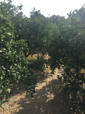 Terreno en calle Goya s/n Sn