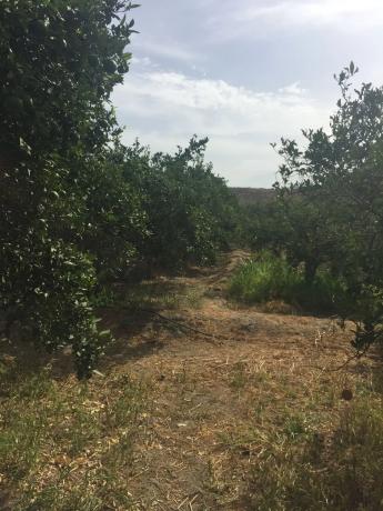 Terreno en calle Goya s/n Sn