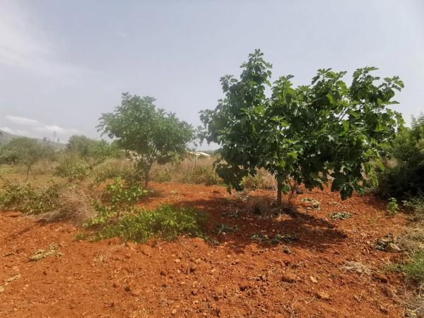 Casa independiente en camino de Bèrnia, 21