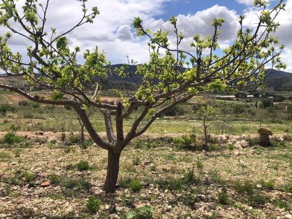 Finca rústica en Partida Rincon, 15 b