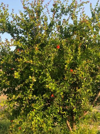 Finca rústica en Partida Rincon, 15 b