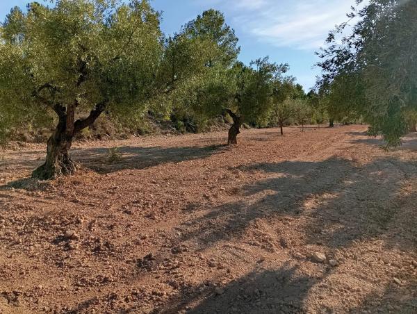 Terreno en Cv-804, 1