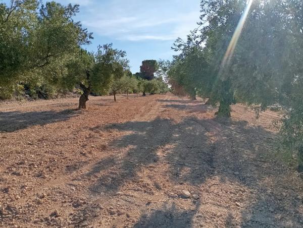 Terreno en Cv-804, 1