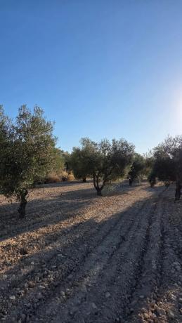Terreno en carretera sax salinas s/n