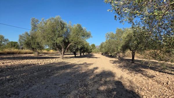 Terreno en carretera sax salinas s/n