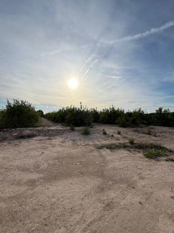 Terreno en Albatera