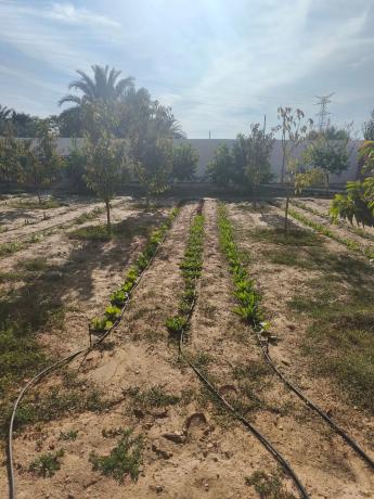 Terreno en Partida Atalayas Gp. 18