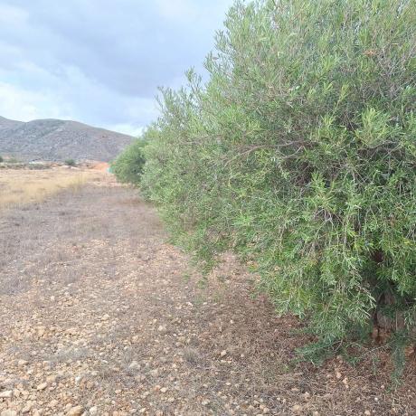 Terreno en 72hj+6mm Barbarroja s/n