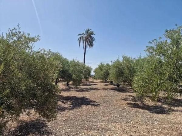 Terreno en calle Acacias