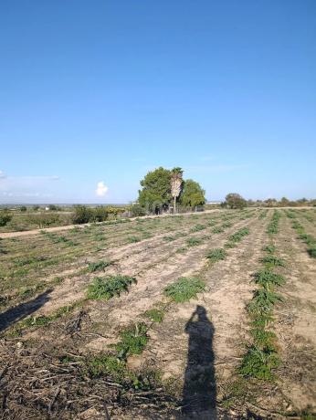 Terreno en La Marina