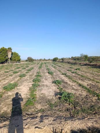 Terreno en La Marina