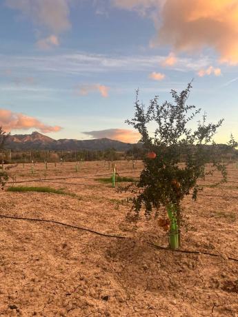 Terreno en Agost, 27