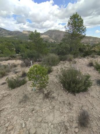Terreno en camino Pla del Rocar s/n