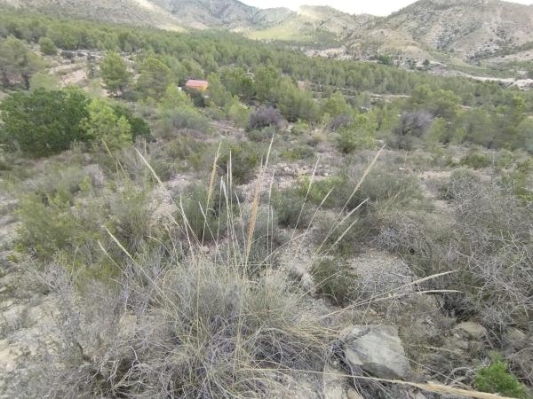 Terreno en camino Pla del Rocar s/n