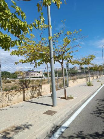 Terreno en calle del Eucalipto