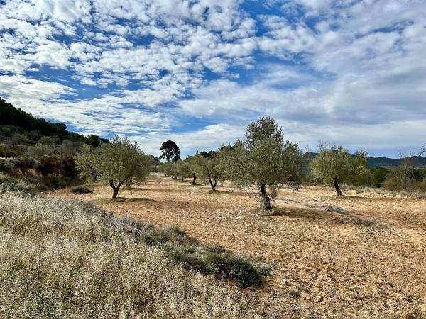 Terreno en calle Barranc De Horta s/n