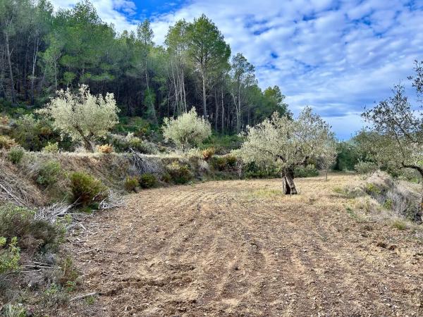 Terreno en calle Barranc De Horta s/n