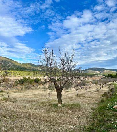 Terreno en calle Barranc De Horta s/n