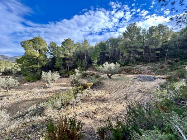 Terreno en calle Barranc De Horta s/n