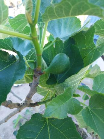 Terreno en urbanizacion bonaire s/n