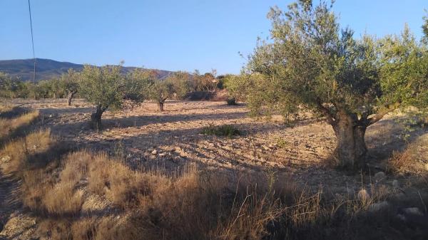 Terreno en Partida Plans