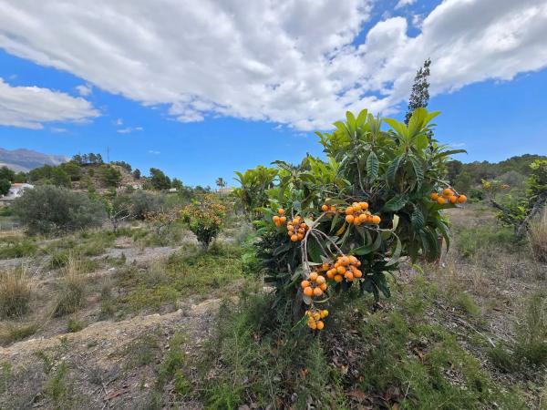 Terreno en calle Carrasquetes