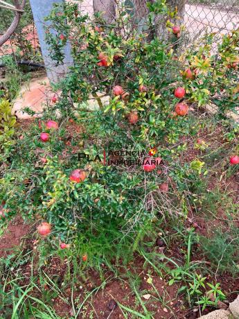 Terreno en La Pedrera-Vessanes