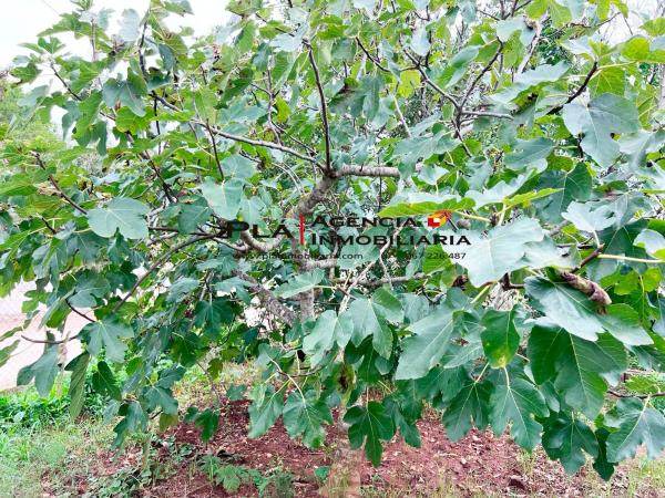 Terreno en La Pedrera-Vessanes