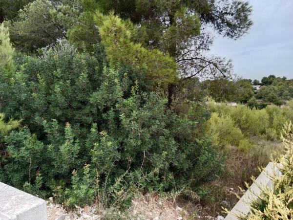 Terreno en camino Camì de les Cansalades